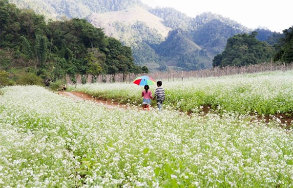 Moc Chau bung sang tinh khoi voi canh dong cai trang tuyet dep-Hinh-8