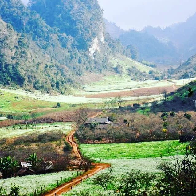 Moc Chau bung sang tinh khoi voi canh dong cai trang tuyet dep