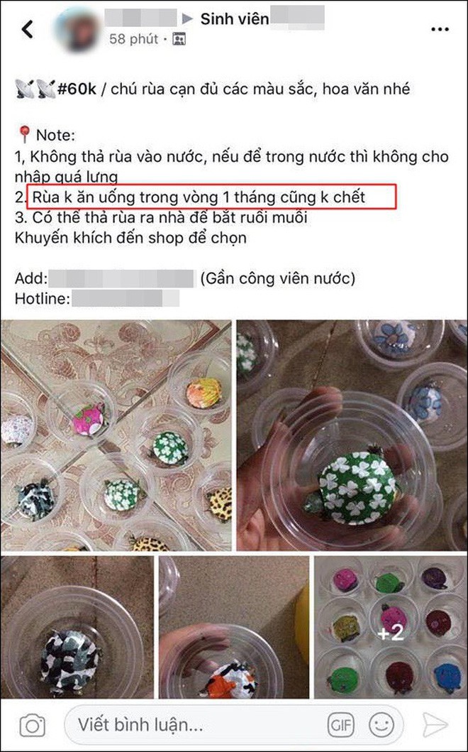 Nha rua hoc noi gi ve rua mini mau sac dang duoc MXH san lung?-Hinh-3