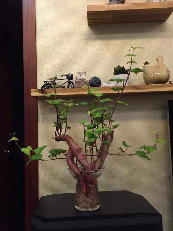 Trong cu khoai bonsai xu the choi cay moi cua gioi tre Viet-Hinh-3