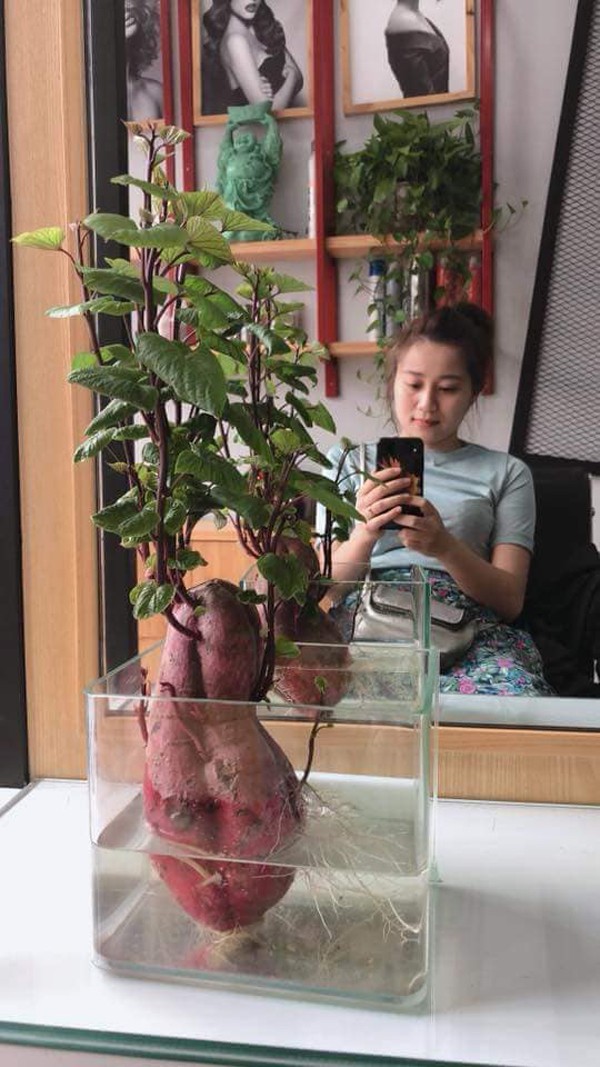 Trong cu khoai bonsai xu the choi cay moi cua gioi tre Viet-Hinh-4
