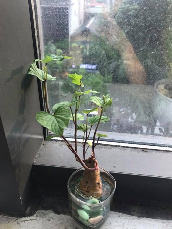 Trong cu khoai bonsai xu the choi cay moi cua gioi tre Viet-Hinh-9