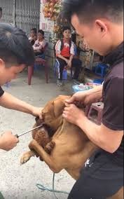 Dan mang noi gi ve vu cho Pitbull can nguoi gay phan no CDM?-Hinh-7