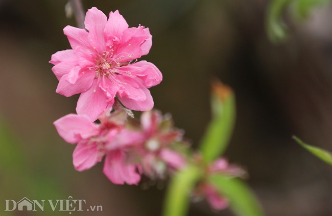 Dao no som nhung ngay dau nam moi o lang hoa Nhat Tan-Hinh-6