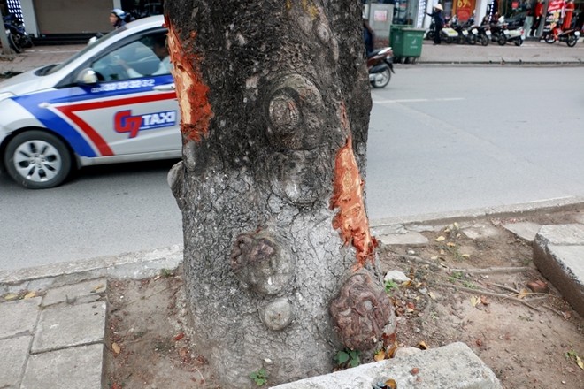 La lung: Hang loat cay xa cu Ha Noi bi “lot da“-Hinh-6