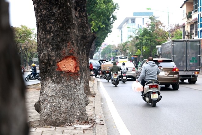 La lung: Hang loat cay xa cu Ha Noi bi “lot da“