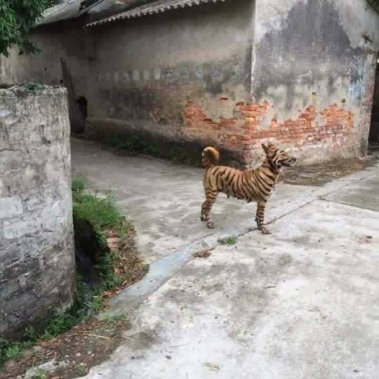 Chet cuoi voi nhung bo long ky di cua 