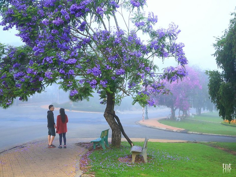 Ngan ngo voi mua hoa phuong tim Da Lat dep den me hon-Hinh-5