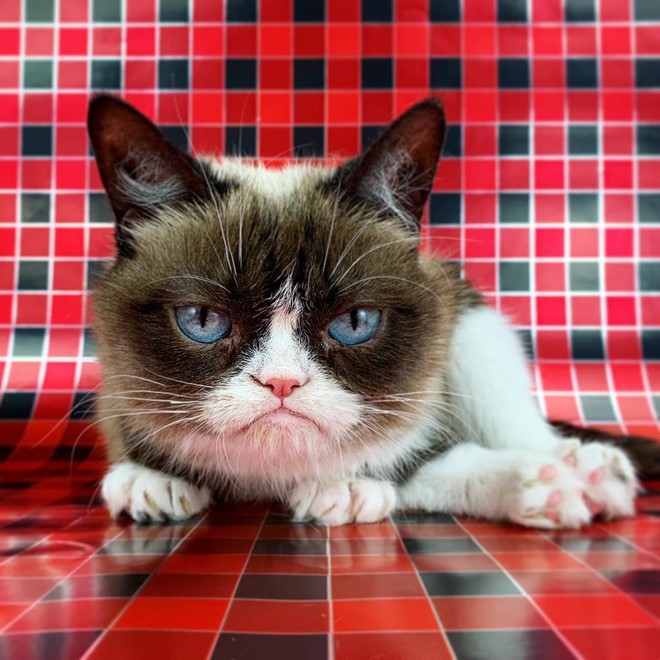 Chu meo cau co noi tieng trong 'Grumpy Cat' qua doi