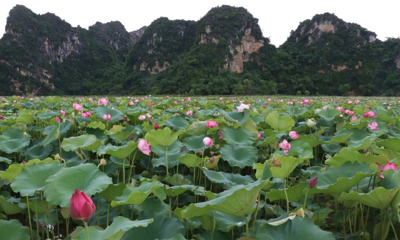 Gioi tre nuom nuop toi check in tai dam sen dep chang kem “tien canh