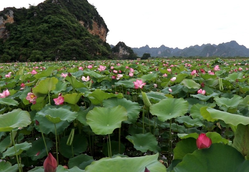 Gioi tre nuom nuop toi check in tai dam sen dep chang kem “tien canh