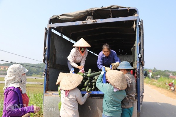 Phu Tho: Dan thang lon vi trong bi xanh lai thu duoc “vang”