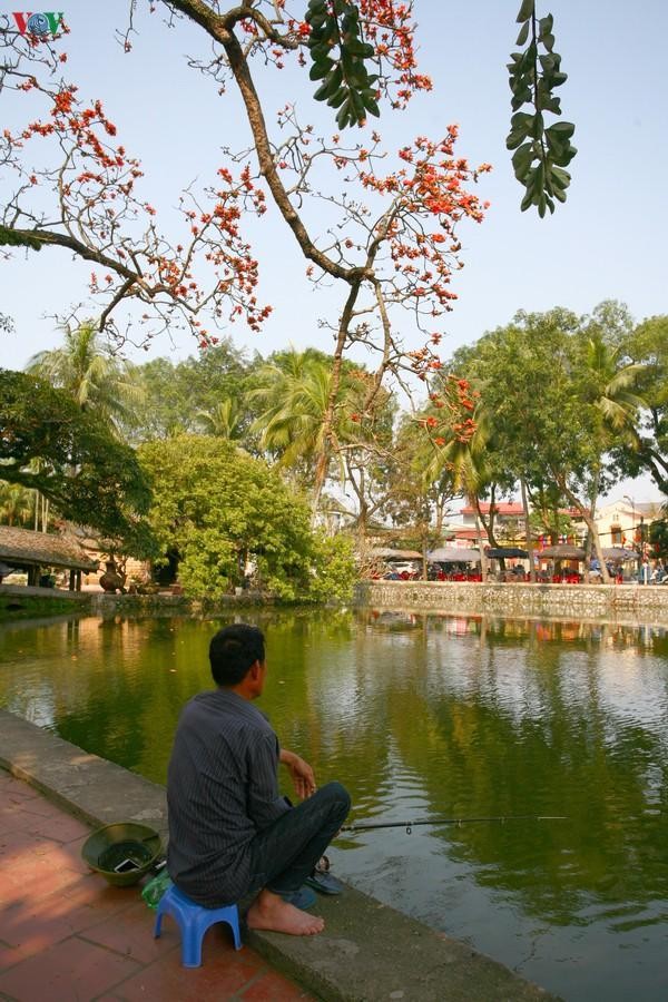 Vi sao cay hoa gao Chua Thay hut khach thap phuong do ve?-Hinh-11