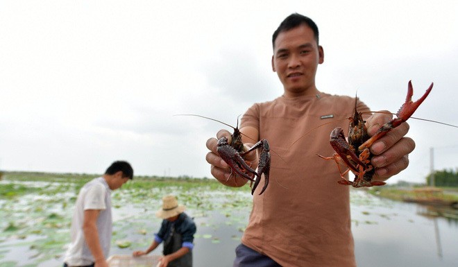 'Tham thi tham': Nuoi tom hum dat hau qua kho luong-Hinh-2