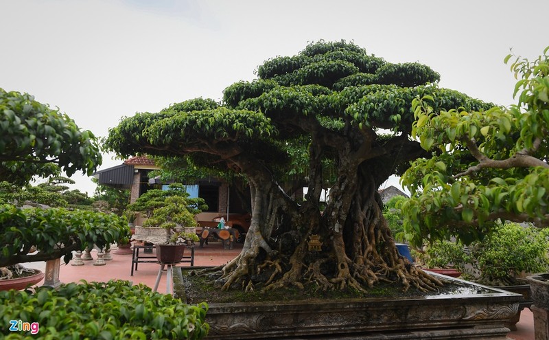 Cay sanh 200 nam tuoi o Ha Noi-Hinh-6