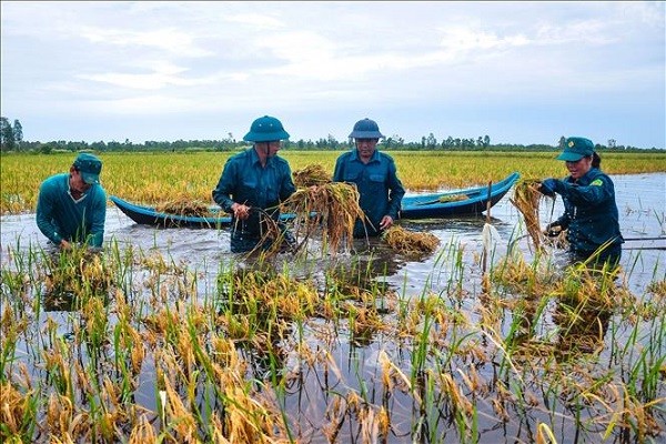 Bo doi, dan quan tu ve ngam minh duoi nuoc giup dan cat lua