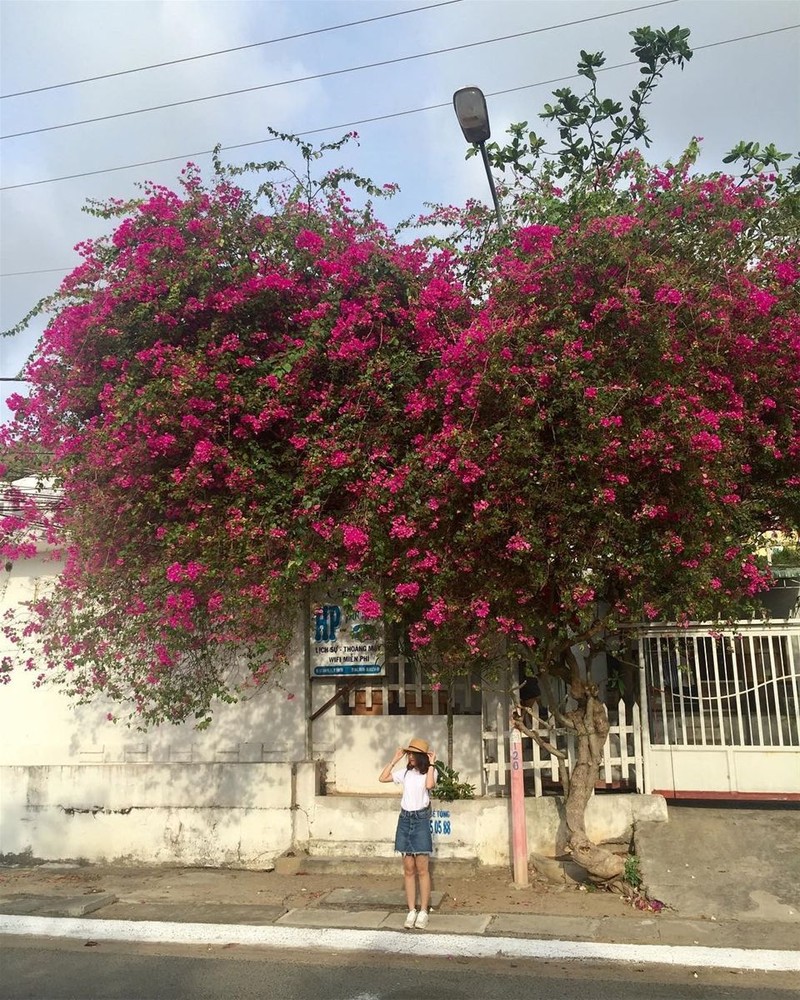 Gian hoa giay Vung Tau do ruc, cac ban tre song ao 