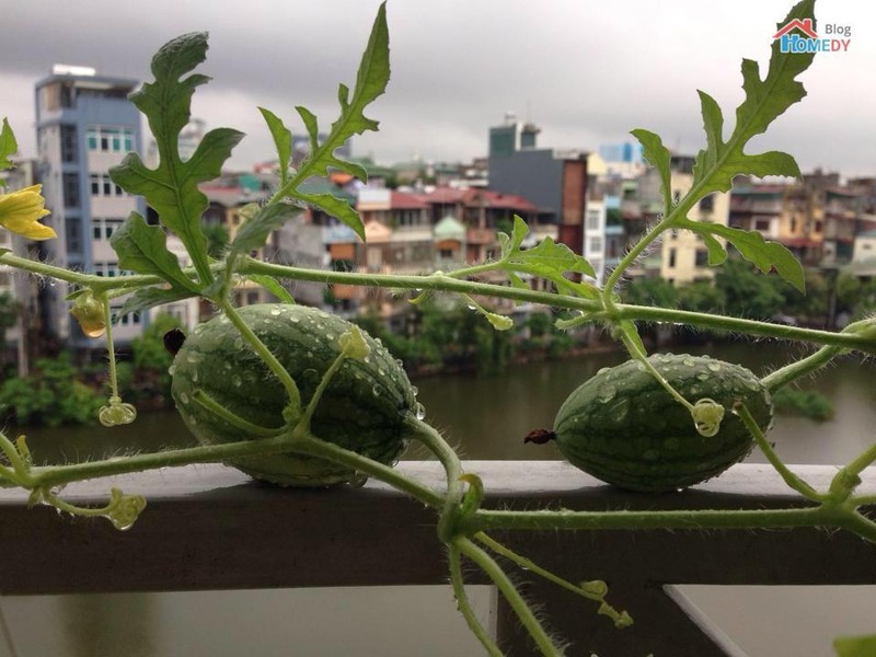 Bo dua hau ti hon, co gai nhin ben trong ma choang vang-Hinh-9