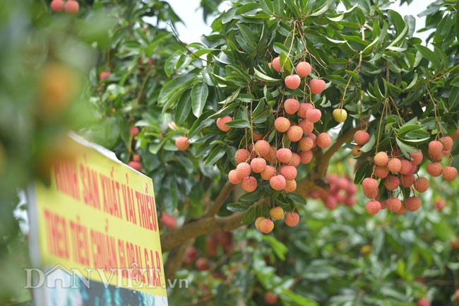 Khoe canh duong lang vai thieu moc day, khien netizen thich me-Hinh-10