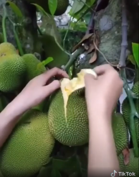 Bo mit ngay tren cay, co gai lam netizen 