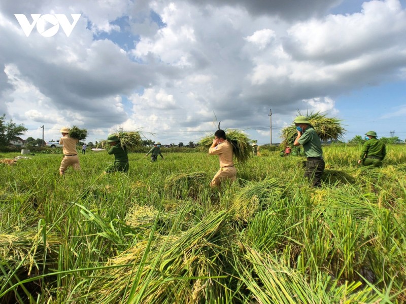 Hinh anh cong an xuong dong giup dan gat lua chay bao