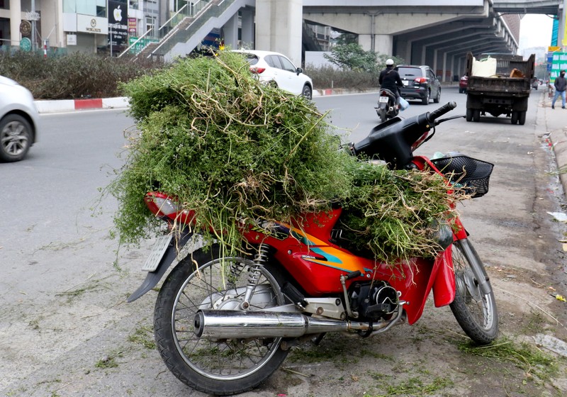 Tam nuoc la mui gia, mot phong tuc dep ngay Tet