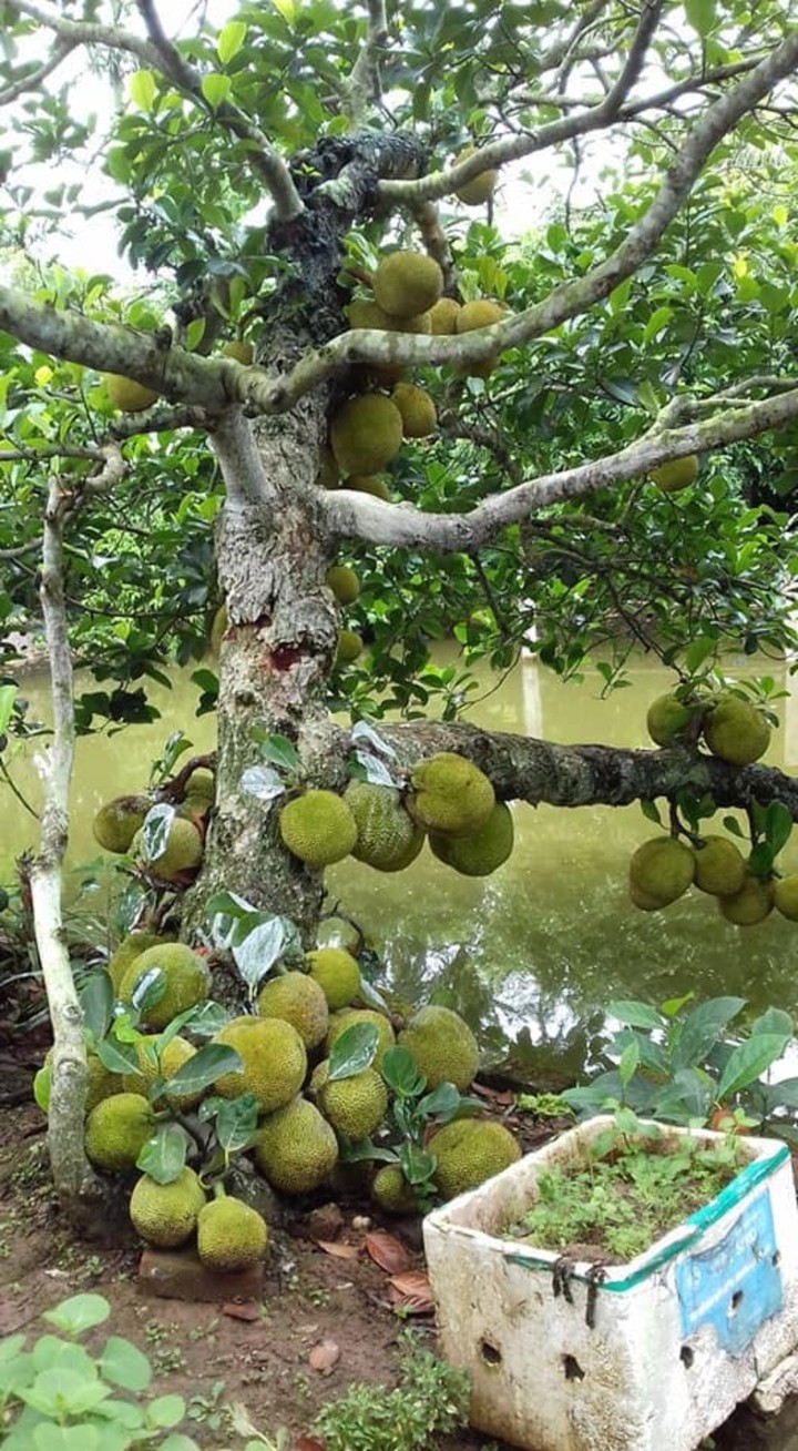 Cay mit la triu qua khong chut la, dan mang canh bao nguy hiem-Hinh-6