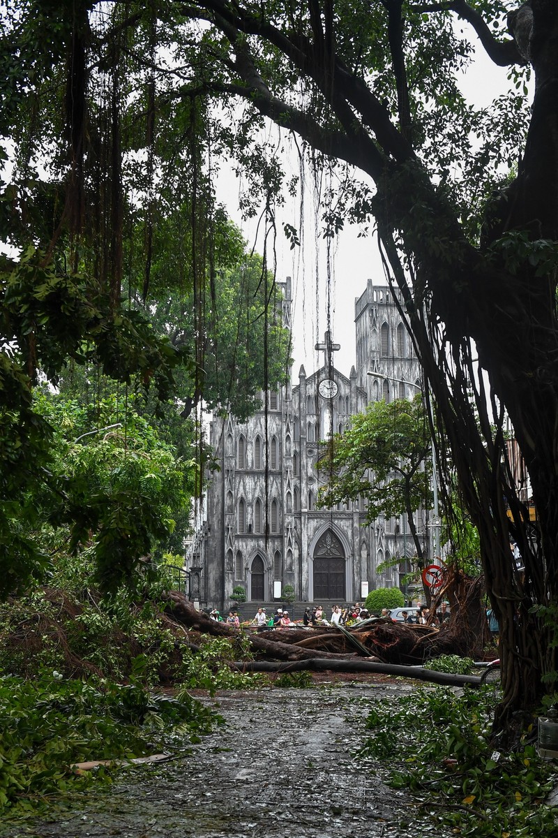 Cay co thu Ha Noi bi bao Yagi quat nga, nguoi dan tiec nuoi-Hinh-2