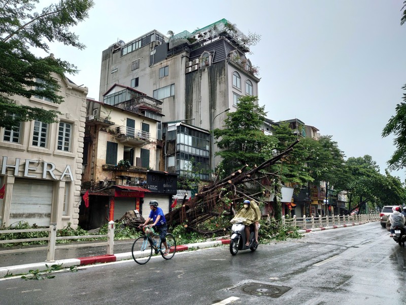 Cay co thu Ha Noi bi bao Yagi quat nga, nguoi dan tiec nuoi-Hinh-4