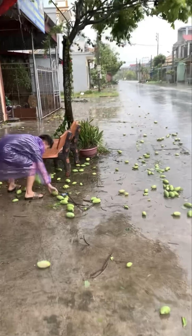 Bao Yagi quet qua, nguoi dan khoe chien loi pham... xoai rung-Hinh-4