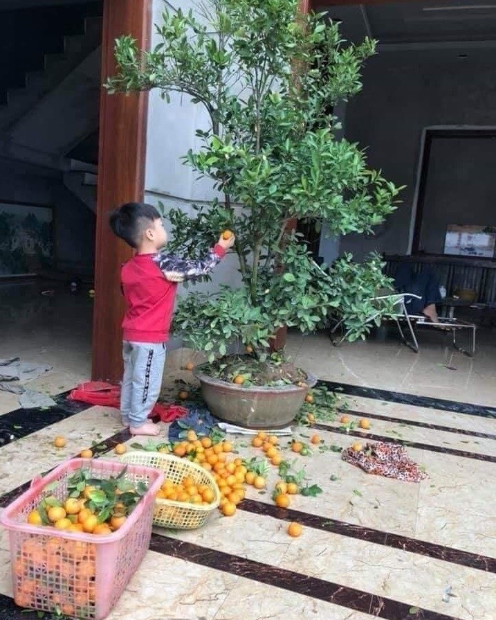 Mua cay quat ve chung, chua Tet bong “khong canh ma bay”-Hinh-3