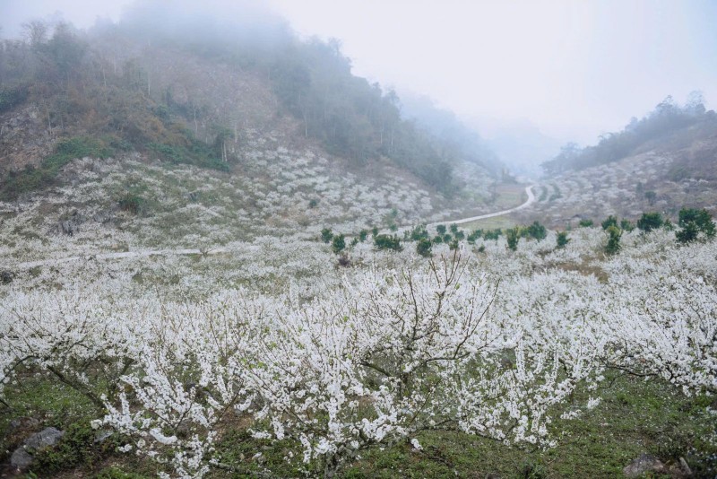 Di Moc Chau ngam hoa man, co gai co hanh dong kho chap nhan-Hinh-5