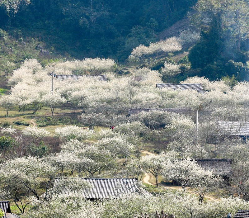 Di Moc Chau ngam hoa man, co gai co hanh dong kho chap nhan-Hinh-8