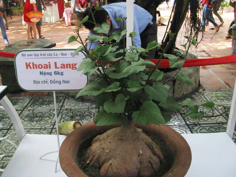 Le hoi trai cay Nam bo noi quy tu nhung loai trai cay khung-Hinh-4