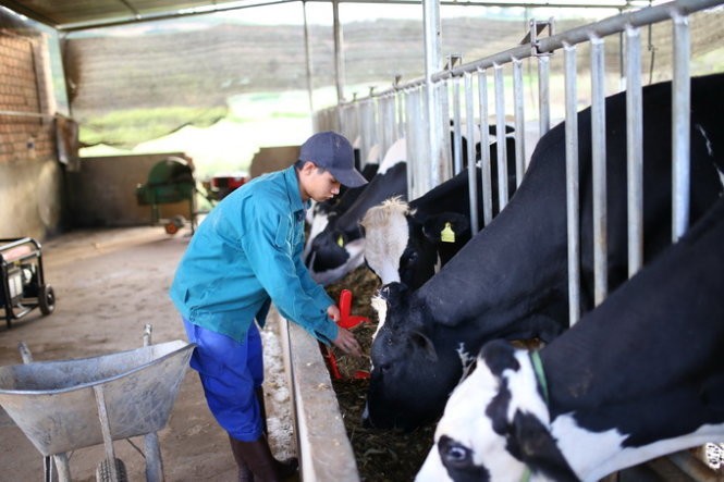 Nguoi dan do sua bo phan doi tram thu mua ​Dalat Milk