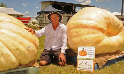 Kinh ngac qua bi ngo khong lo nang hon 700kg