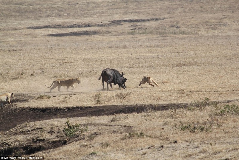 Trau quyet chien voi bay su tu doi de cuu con hinh anh 1