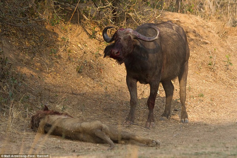 Cuoc chien dam mau giua trau va su tu doi-Hinh-10