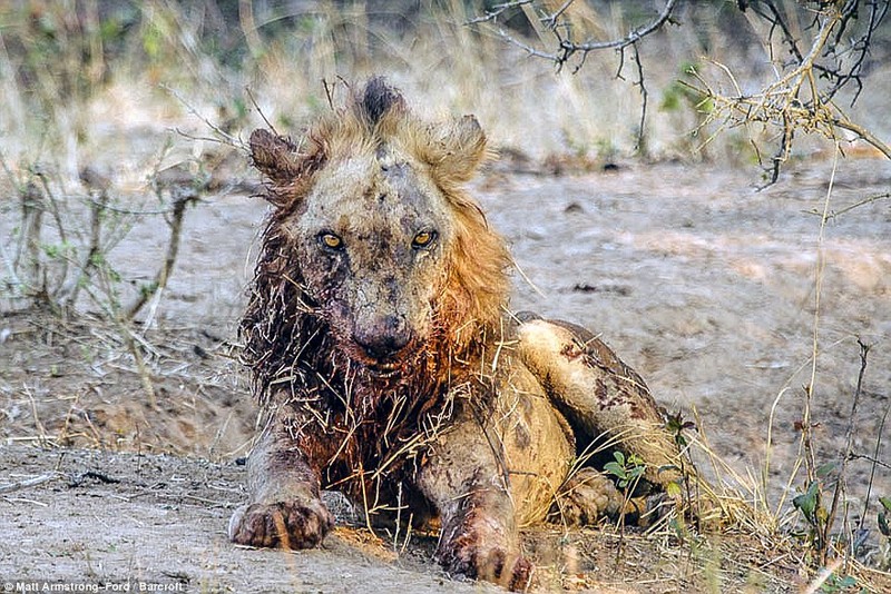 Cuoc chien dam mau giua trau va su tu doi-Hinh-11