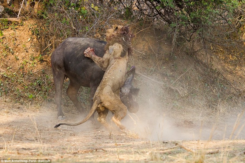 Cuoc chien dam mau giua trau va su tu doi-Hinh-2