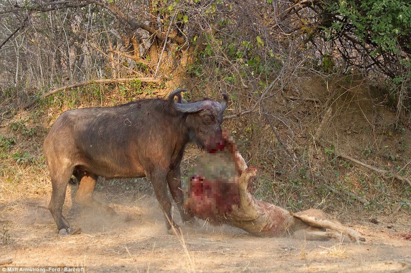 Cuoc chien dam mau giua trau va su tu doi-Hinh-4