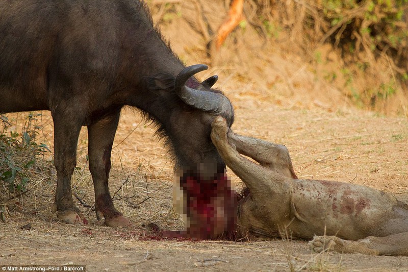 Cuoc chien dam mau giua trau va su tu doi-Hinh-6