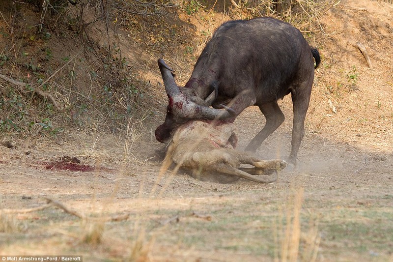 Cuoc chien dam mau giua trau va su tu doi-Hinh-7