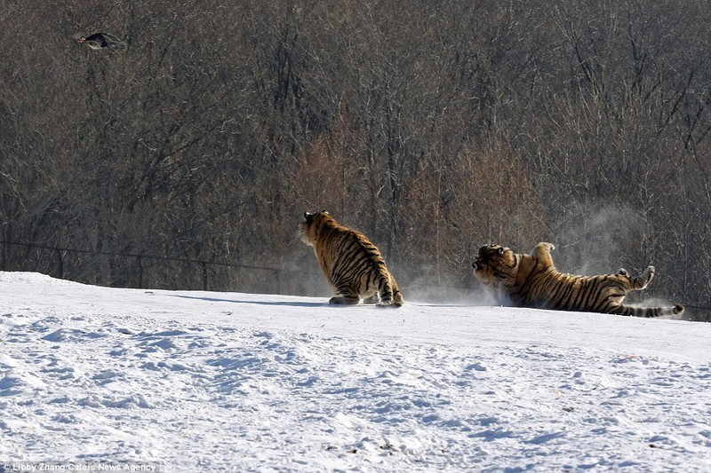 Ho Siberia nga chong kenh khi nhay len dop moi-Hinh-7