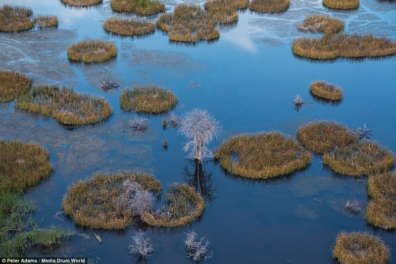 Anh tren cao tuyet dep ve dong vat hoang da o Botswana-Hinh-15