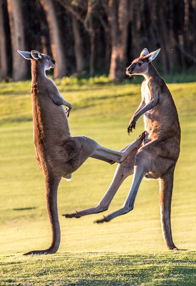 Can canh kangaroo quyet chien nhu vo si kick-boxing-Hinh-2