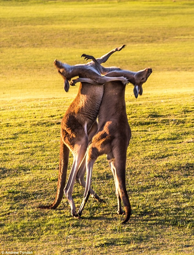 Can canh kangaroo quyet chien nhu vo si kick-boxing-Hinh-4