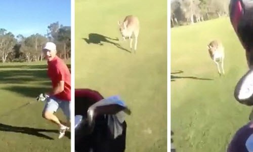 Kinh hoang canh kangaroo duoi bat nguoi choi golf
