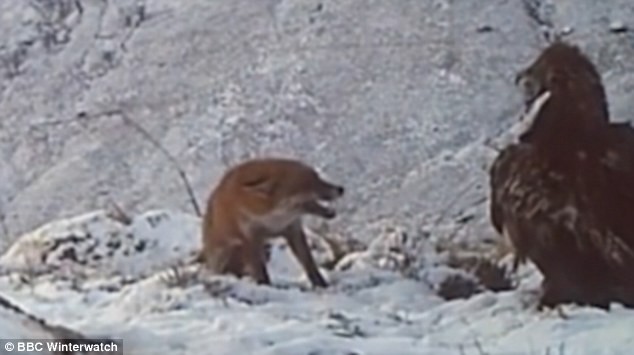 Dai bang quyet chien tranh moi voi cao tren nui tuyet