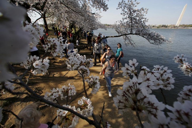 Ngam hoa anh dao khoe sac o thu do Washington-Hinh-13